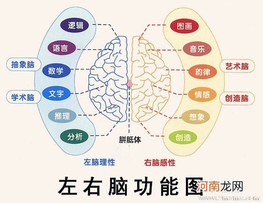 为什么需要右脑开发