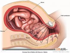 胎儿入盆时胎动频繁吗