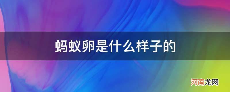 蚂蚁卵有没有 蚂蚁卵是什么样子的