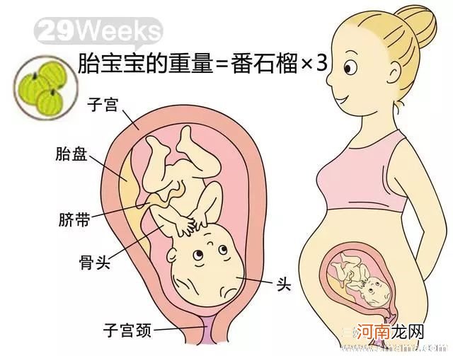 10个月胎儿发育标准
