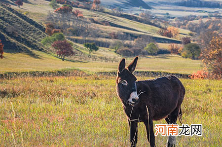 小儿盗汗能否喝黄芪汤？