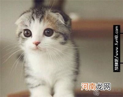 【图】猫咪喝什么奶粉比较好？猫咪奶粉该怎么选？