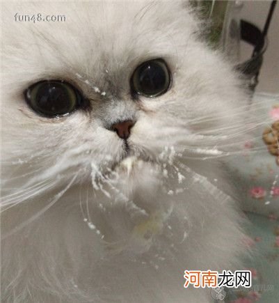 【图】猫咪喝什么奶粉比较好？猫咪奶粉该怎么选？