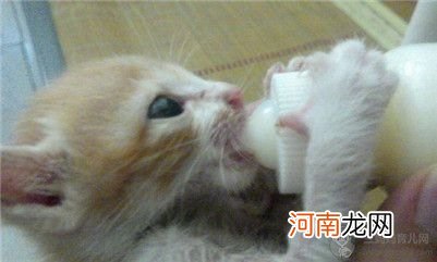 【图】猫咪喝什么奶粉比较好？猫咪奶粉该怎么选？