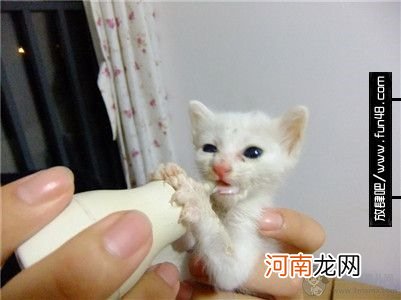 【图】猫咪喝什么奶粉比较好？猫咪奶粉该怎么选？