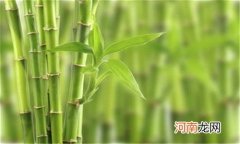 竹子的叶子是什么形状