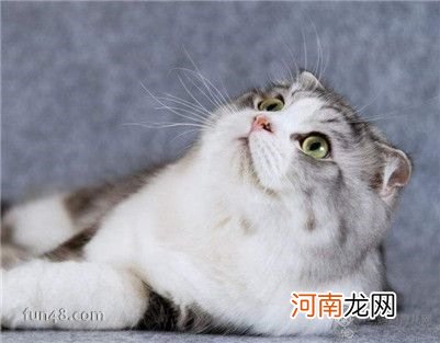 母猫绝育手术会不会很危险？给母猫做绝育要注意的事项及护理方法