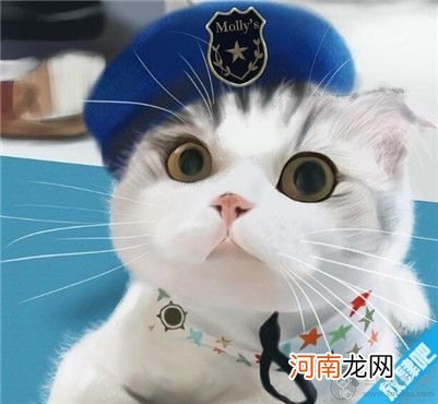 母猫绝育手术会不会很危险？给母猫做绝育要注意的事项及护理方法