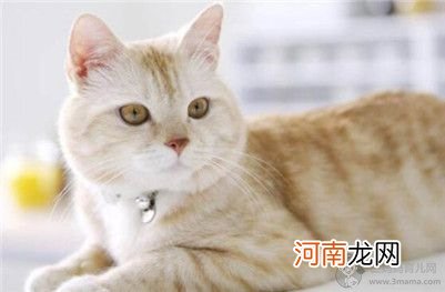 母猫绝育手术会不会很危险？给母猫做绝育要注意的事项及护理方法