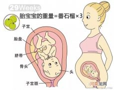 7个月胎儿发育标准