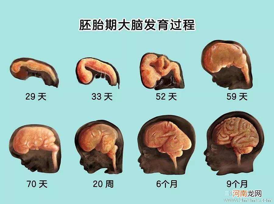 哪些养分对大脑发育最关键