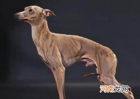 灵缇犬和细狗的区别