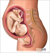 孕13周胎儿与母体状况