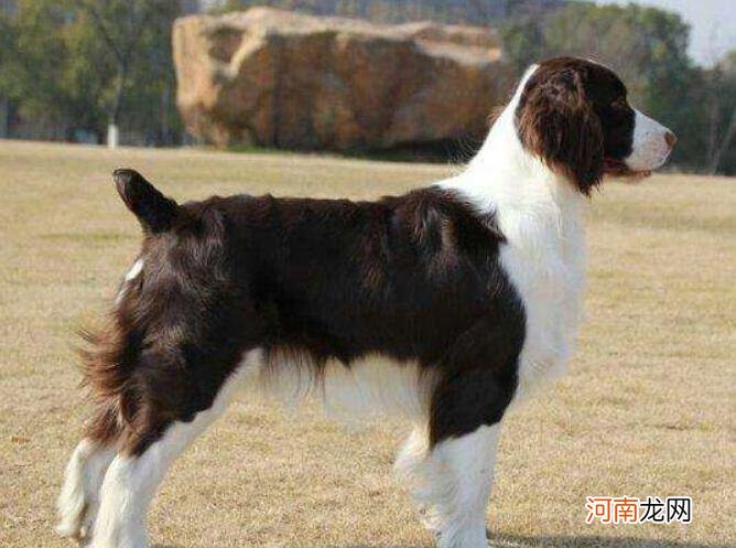 史宾格犬是禁犬吗