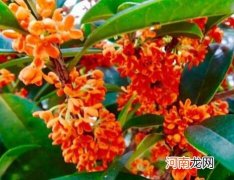 红色桂花树是什么品种