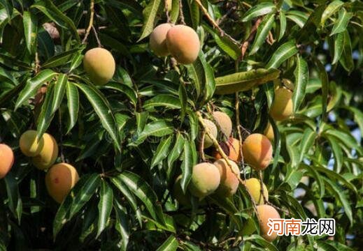 芒果树几年能结果