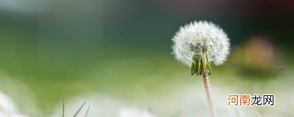 蒲公英的花可以做什么 蒲公英的花能做什么