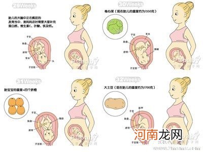 1月胎儿发育注意事项