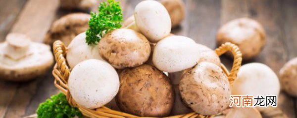 蘑菇的功效和作用蘑菇的营养价值 蘑菇的功效和作用以及蘑菇的营养价值