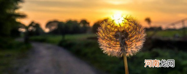 蒲公英的作用和功效 蒲公英有哪些益处呢