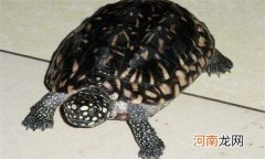 斑点池龟是深水龟吗