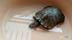乌龟能一直泡在水里吗