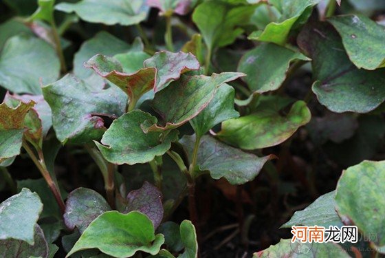 鱼腥草泡水喝的功效 鱼腥草的功效与作用及食用方法