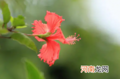 扶桑花耐寒吗