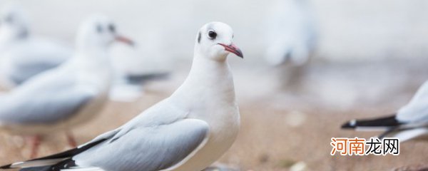 鸽子汤怎么炖催奶 鸽子汤如何炖催奶