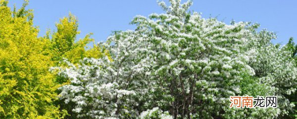 流苏树的花语和植物文化 流苏树的花语和植物文化分别是什么