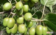 软枣猕猴桃和普通猕猴桃有什么区别