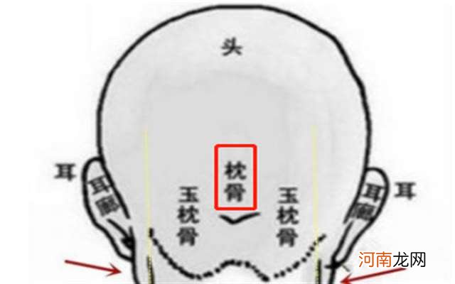 俗话说：“头生九龙骨，早晚必显贵”，“九龙骨”指什么？