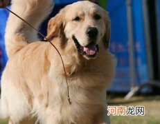 保证胎儿健全发育的金毛犬孕期护理