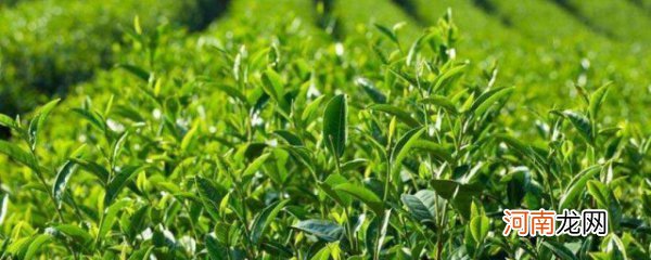 龙井茶原产地是哪里 龙井茶原产地介绍