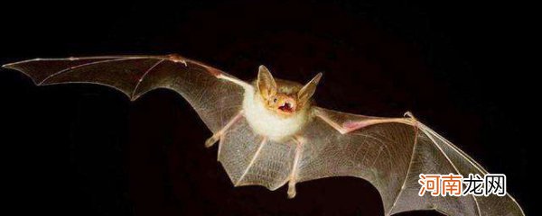 蝙蝠的故事的寓意是什么 蝙蝠寓意 蝙蝠的寓意介绍