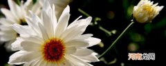 白菊花的功效和作用 白菊花的功效和作用介绍