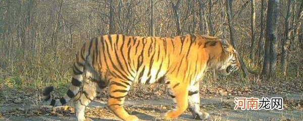 老虎的吉祥寓意 虎的寓意和象征 虎象征着什么