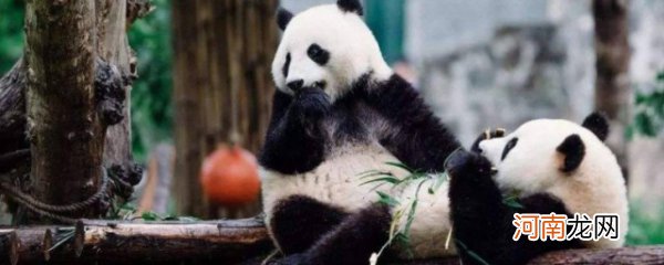 大熊猫吃什么东西 大熊猫吃什么食物