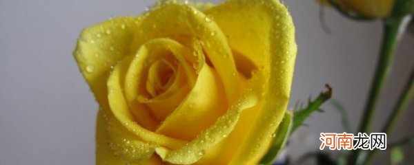黄玫瑰加红玫瑰寓意 黄玫瑰的寓意 黄玫瑰有什么寓意