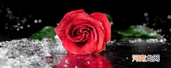 玫瑰花寓意 各色玫瑰花的花语是什么