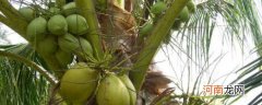 锯棕榈的功效与作用 锯棕榈的功效与作用介绍