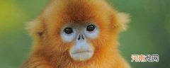 金丝猴的习性 金丝猴的习性是什么
