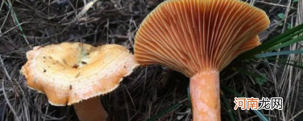 松树蘑菇的功效与作用 松树蘑菇的功效与作用介绍