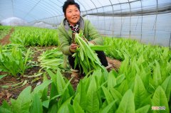 涮火锅常吃的9种青菜 火锅最全的素菜菜单