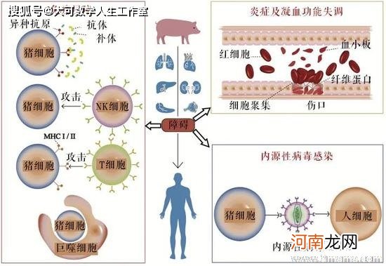 幼儿网编辑 生命的之光的传递，7岁男孩器官救三人