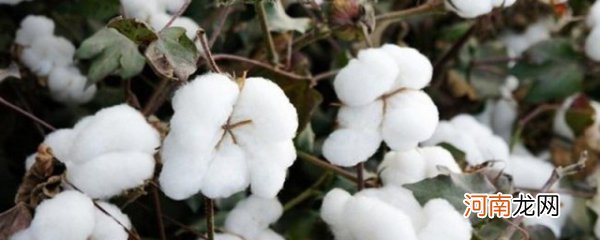 棉花代表什么意思 棉花的寓意 棉花有什么寓意
