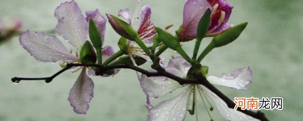紫荆花的寓意 紫荆花的寓意有哪些