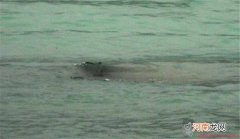 15米巨型哲罗鲑鱼怎么回事 巨型哲罗鲑抓到了吗