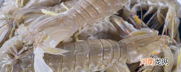 皮皮虾的功效与禁忌 皮皮虾的功效与禁忌有哪些