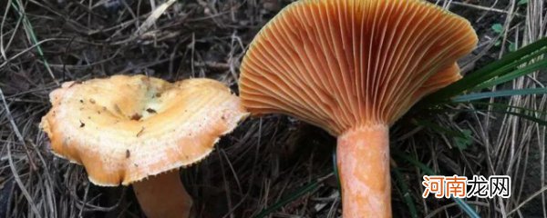 松树菇的功效与作用 松树菇的功效与作用有哪些